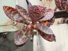 Kalanchoe humilis, photograph chiuluan, CC BY, iNaturalist via GBIF