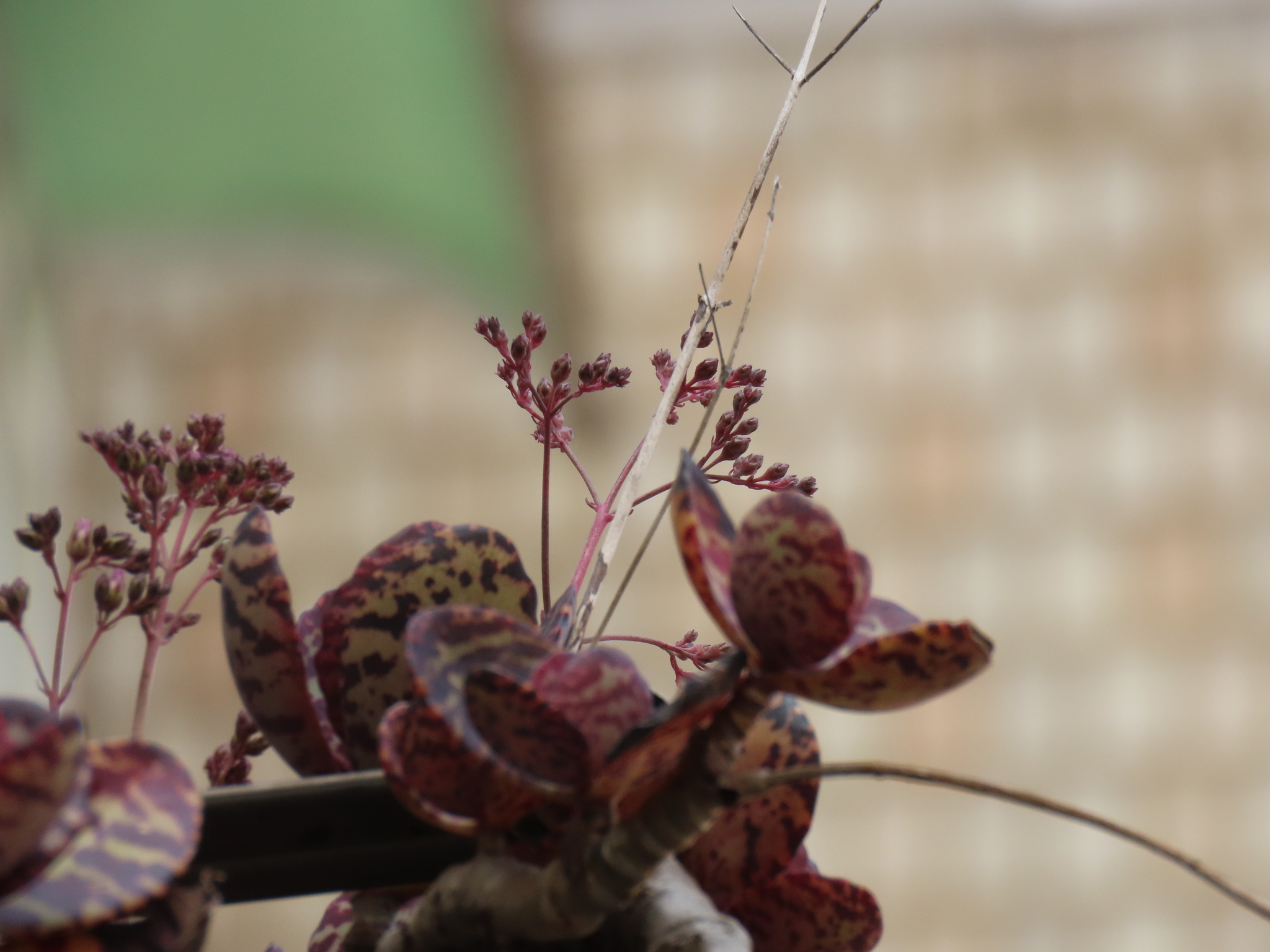Imagem de Kalanchoe-zebra
