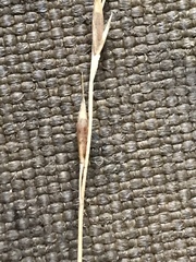 Festuca brachyphylla