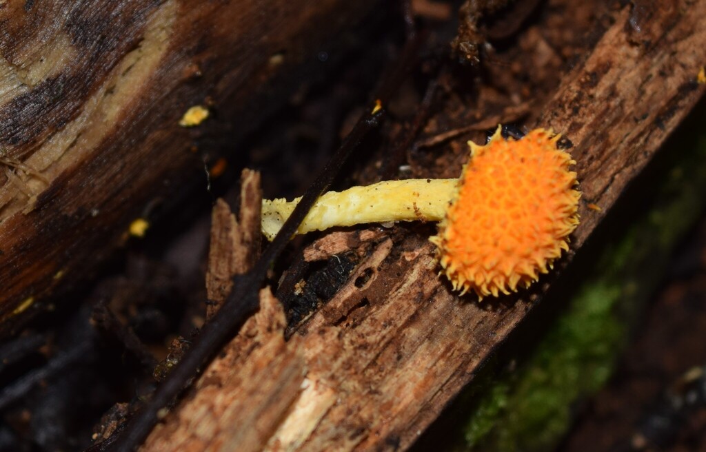 Cyptotrama asprata · March 2025 · photo: © davidwhyte (iNaturalist, cc-by-sa)