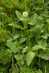 Allium victorialis