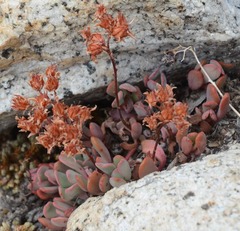 Sedum obtusatum