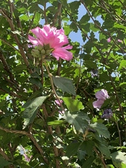 Hibiscus syriacus