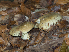 Gyroporus cyanescens
