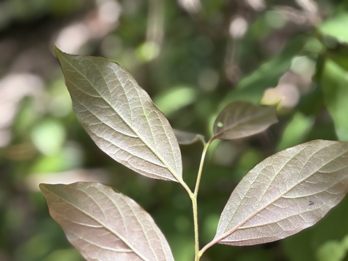 Diospyros oldhamii, photograph 3