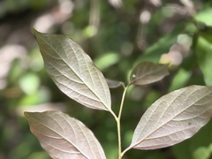 Diospyros oldhamii, photograph (c) 黃美滿, some rights reserved (CC BY)