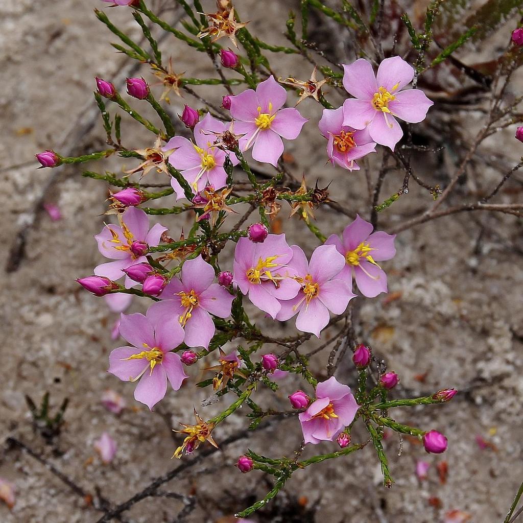 Microlicieae