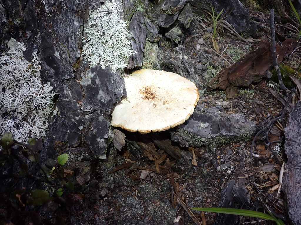 Neolentinus lepideus · March 2025 · photo: © berardom (iNaturalist, cc-by)