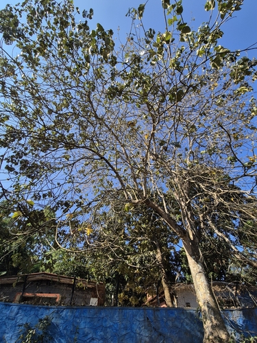 Image of Gmelina arborea by (c) Siya ul haque, some rights reserved (CC BY)