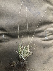 Festuca brachyphylla