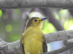 Iole indica