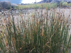 Juncus arcticus