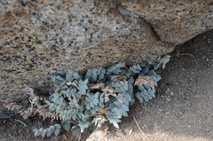 Pellaea bridgesii