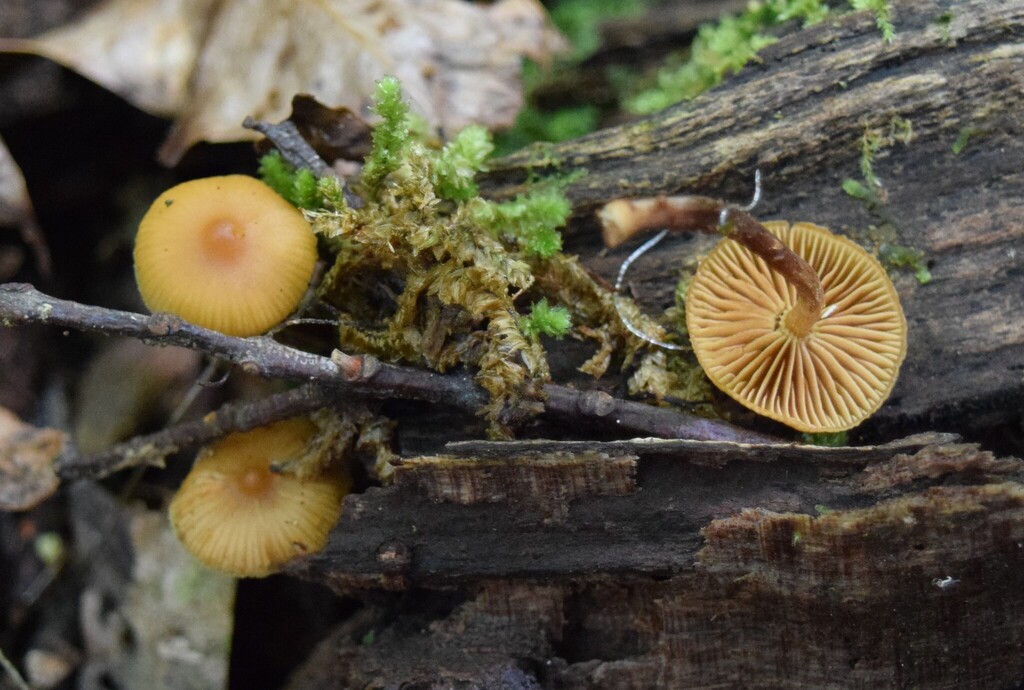 Galerina patagonica · March 2025 · photo: © davidwhyte (iNaturalist, cc-by-sa)