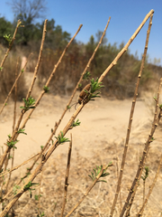 Crossidius testaceus