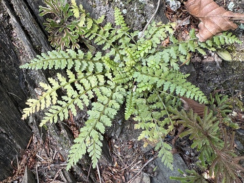 Asplenium tenuicaule iNat (2)