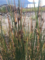 Juncus arcticus