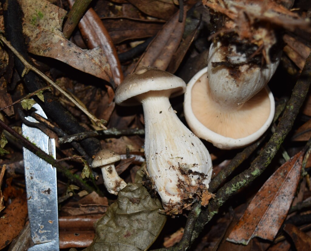 Clitocybe nebularis · March 2025 · photo: © davidwhyte (iNaturalist, cc-by-sa)