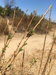 Crossidius testaceus