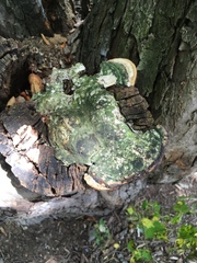 Fungi