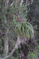 Aloe pluridens