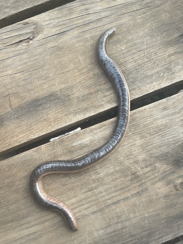 Siamese Blind Snake