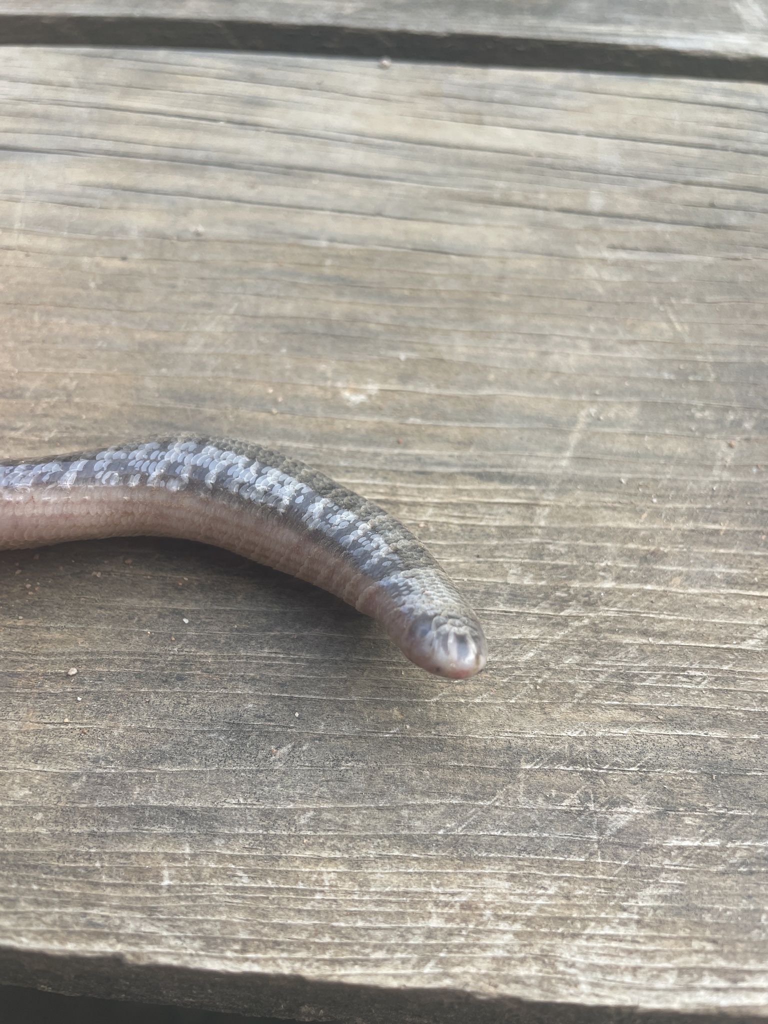 Siamese Blind Snake photo 3