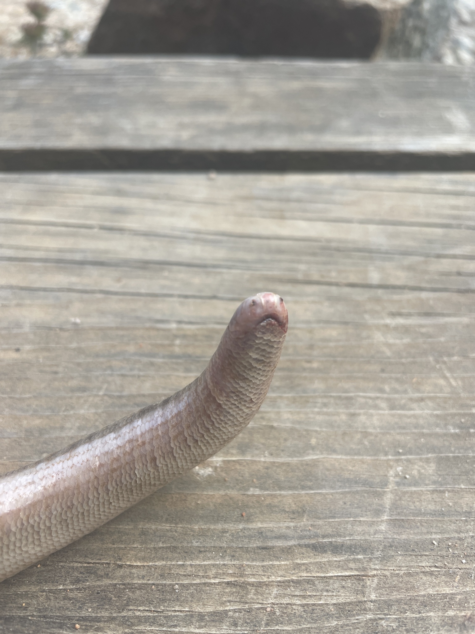 Siamese Blind Snake photo 4