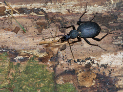 Cychrus italicus