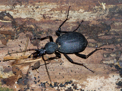 Cychrus italicus