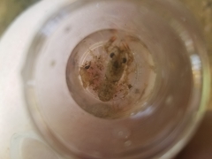 Procambarus spiculifer