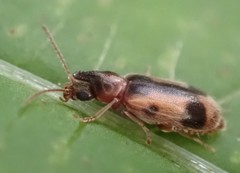 Notoxus monoceros