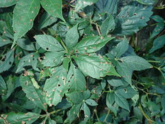 Phyllosticta quinquefoliae