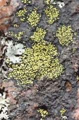 Rhizocarpon geographicum