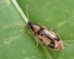 Notoxus monoceros
