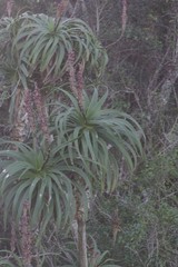 Aloe pluridens