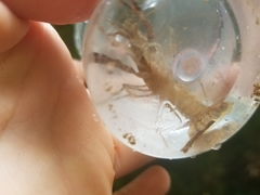 Procambarus spiculifer