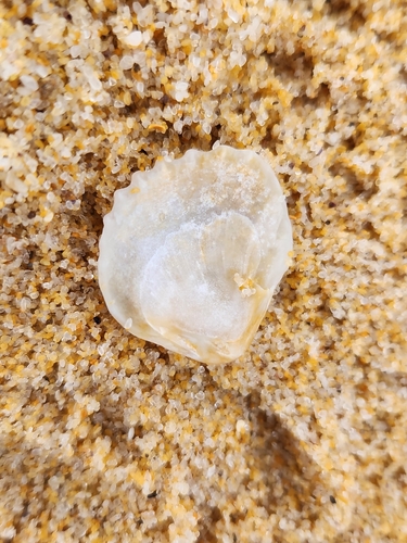 Neotrigonia margaritacea observed 2025-03-22