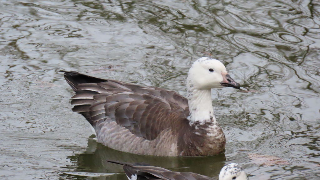 Snow × Barnacle Goose