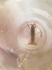 Procambarus spiculifer