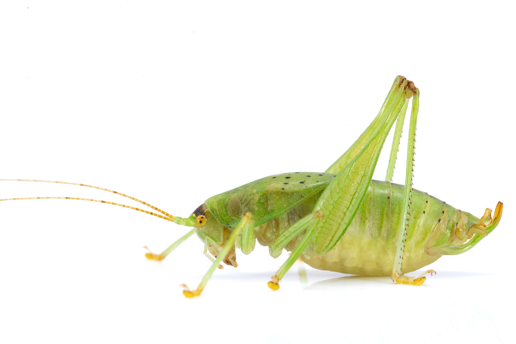 Ovonotus