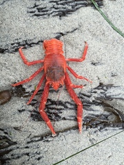 Grimothea planipes