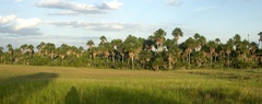 Moriche Palm (Mauritia flexuosa)