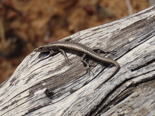 Ragged Snake-eyed Skink, Cryptoblepharus pannosus