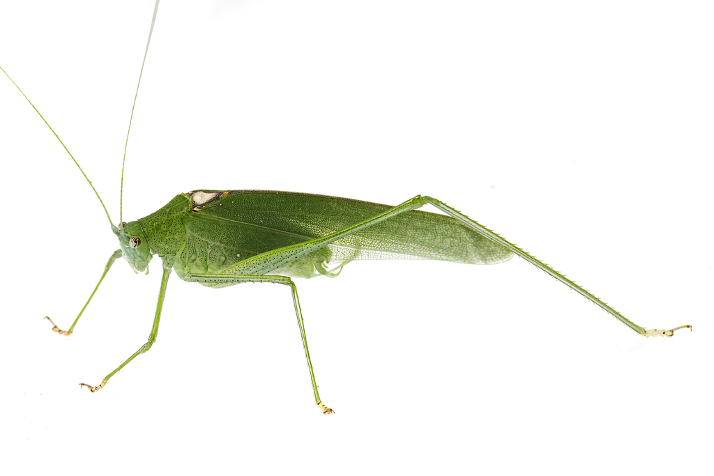 Parapyrrhicia abdita