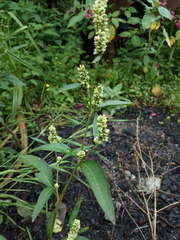 Persicaria tomentosa