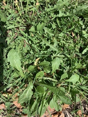 Taraxacum officinale