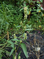 Persicaria tomentosa