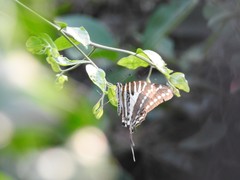 Graphium nomius