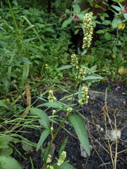 Persicaria tomentosa